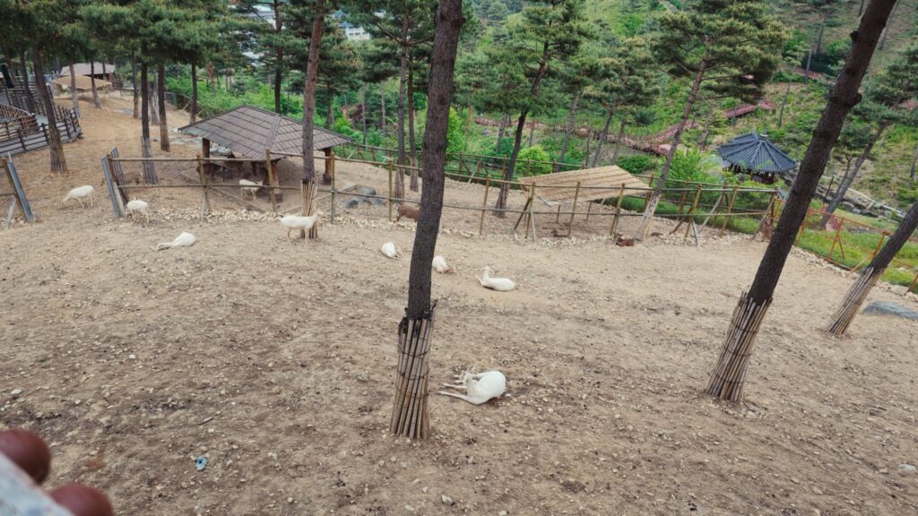동의보감촌 사슴마을